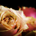 Roses 11 - 2012