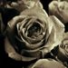 Roses 15 - 2012